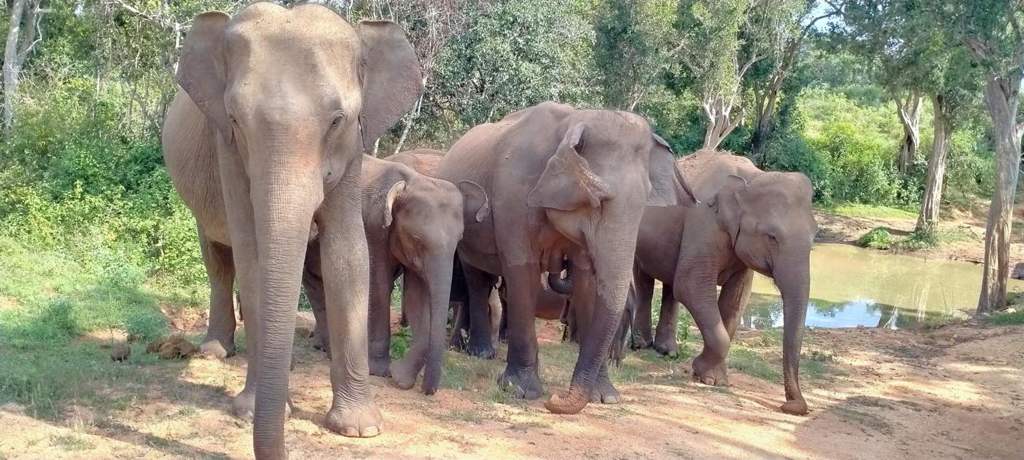 Paramount Safari Cottage Udawalawe Kültér fotó